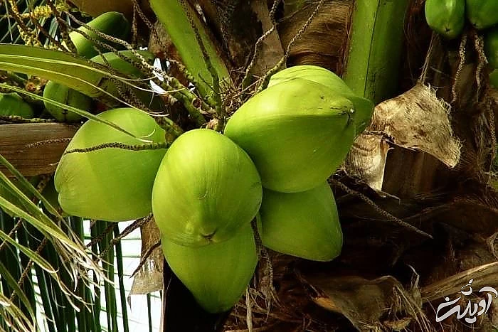 نارگیل